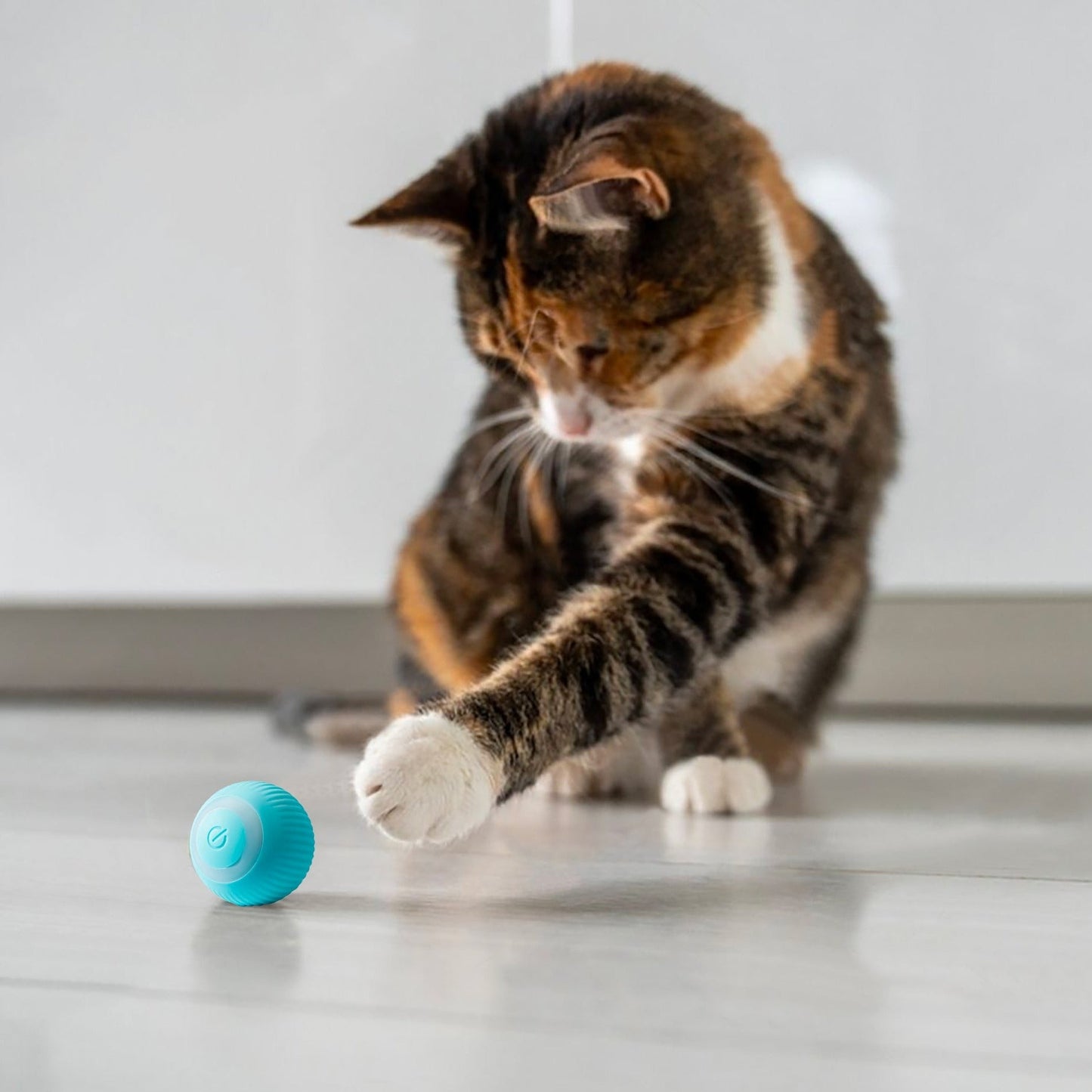 KattenRoller | Het favoriete speeltje van je kat!